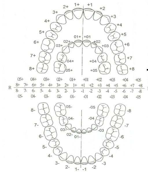 Пародонтолог Маруфиди рассказала о принципе нумерации зубов в стоматологии