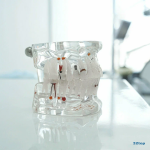 Стоматология ДЕНТАЛ ФОРМУЛА (DENTAL FORMULA)