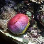 Стоматология ОРТОДОНТИЧЕСКАЯ СТУДИЯ ЛЕОНИДА ГОРБУНОВА м. Озерки