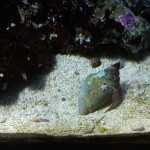 Стоматология ОРТОДОНТИЧЕСКАЯ СТУДИЯ ЛЕОНИДА ГОРБУНОВА м. Озерки