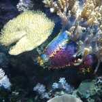 Стоматология ОРТОДОНТИЧЕСКАЯ СТУДИЯ ЛЕОНИДА ГОРБУНОВА м. Озерки