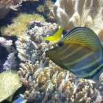 Стоматология ОРТОДОНТИЧЕСКАЯ СТУДИЯ ЛЕОНИДА ГОРБУНОВА м. Озерки