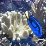 Стоматология ОРТОДОНТИЧЕСКАЯ СТУДИЯ ЛЕОНИДА ГОРБУНОВА м. Озерки