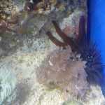 Стоматология ОРТОДОНТИЧЕСКАЯ СТУДИЯ ЛЕОНИДА ГОРБУНОВА м. Озерки