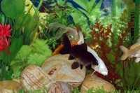 ЛАЗЕРНАЯ СТОМАТОЛОГИЯ м. Электрозаводская