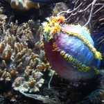 Стоматология ОРТОДОНТИЧЕСКАЯ СТУДИЯ ЛЕОНИДА ГОРБУНОВА м. Озерки