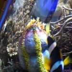 Стоматология ОРТОДОНТИЧЕСКАЯ СТУДИЯ ЛЕОНИДА ГОРБУНОВА м. Озерки