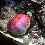 Стоматология ОРТОДОНТИЧЕСКАЯ СТУДИЯ ЛЕОНИДА ГОРБУНОВА м. Озерки