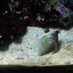 Стоматология ОРТОДОНТИЧЕСКАЯ СТУДИЯ ЛЕОНИДА ГОРБУНОВА м. Озерки