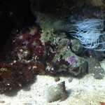 Стоматология ОРТОДОНТИЧЕСКАЯ СТУДИЯ ЛЕОНИДА ГОРБУНОВА м. Озерки