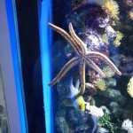 Стоматология ОРТОДОНТИЧЕСКАЯ СТУДИЯ ЛЕОНИДА ГОРБУНОВА м. Озерки