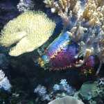 Стоматология ОРТОДОНТИЧЕСКАЯ СТУДИЯ ЛЕОНИДА ГОРБУНОВА м. Озерки