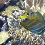 Стоматология ОРТОДОНТИЧЕСКАЯ СТУДИЯ ЛЕОНИДА ГОРБУНОВА м. Озерки