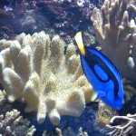 Стоматология ОРТОДОНТИЧЕСКАЯ СТУДИЯ ЛЕОНИДА ГОРБУНОВА м. Озерки