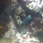 Стоматология ОРТОДОНТИЧЕСКАЯ СТУДИЯ ЛЕОНИДА ГОРБУНОВА м. Озерки