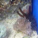 Стоматология ОРТОДОНТИЧЕСКАЯ СТУДИЯ ЛЕОНИДА ГОРБУНОВА м. Озерки