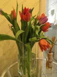 Стоматология ИРА-ДЕНТ м. Площадь Восстания