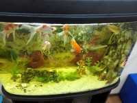 Стоматологическая клиника KALINASTOM (КАЛИНАСТОМ)