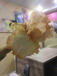 Стоматология ЛАНА-ДЕНТ