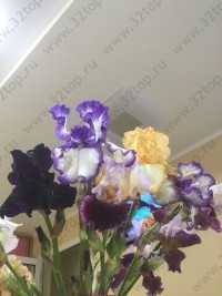 Стоматология ЛАНА-ДЕНТ