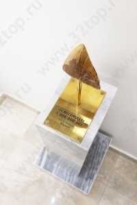 Цифровая стоматология DOMINANTA (ДОМИНАНТА)