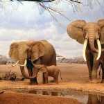 Стоматологическая клиника БЕЛЫЙ КЛЫК