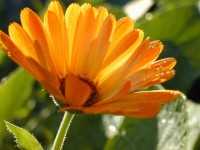 Стоматология ЛАДА ЭСТЕТ на Родниковой